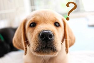 犬の疑問